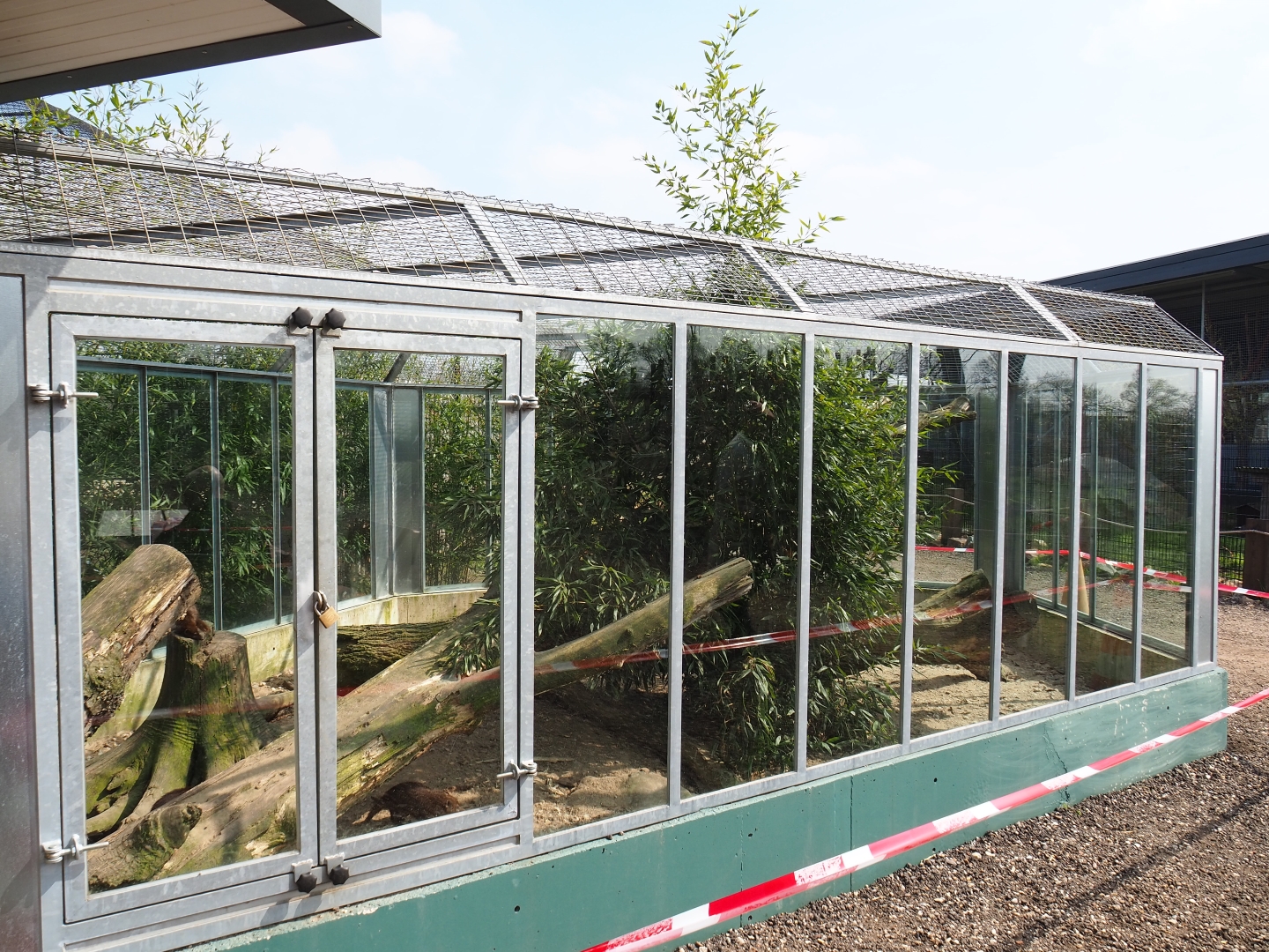 Common cusimanse exhibit, 2019-04-06