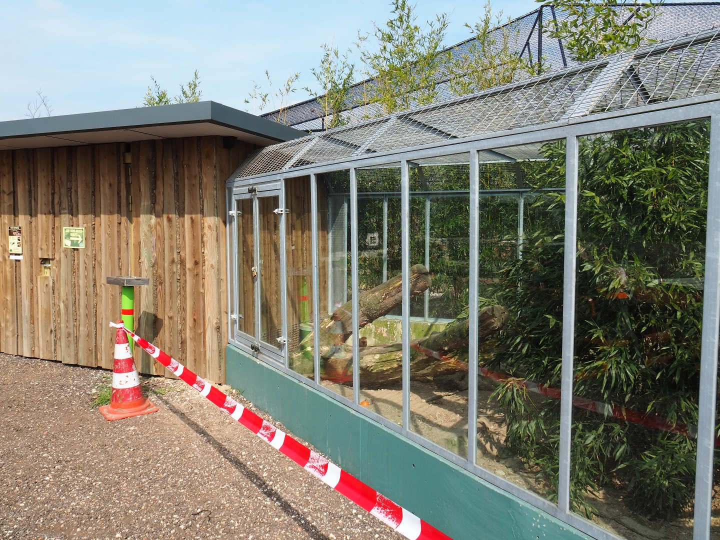 Common cusimanse exhibit, 2019-04-06