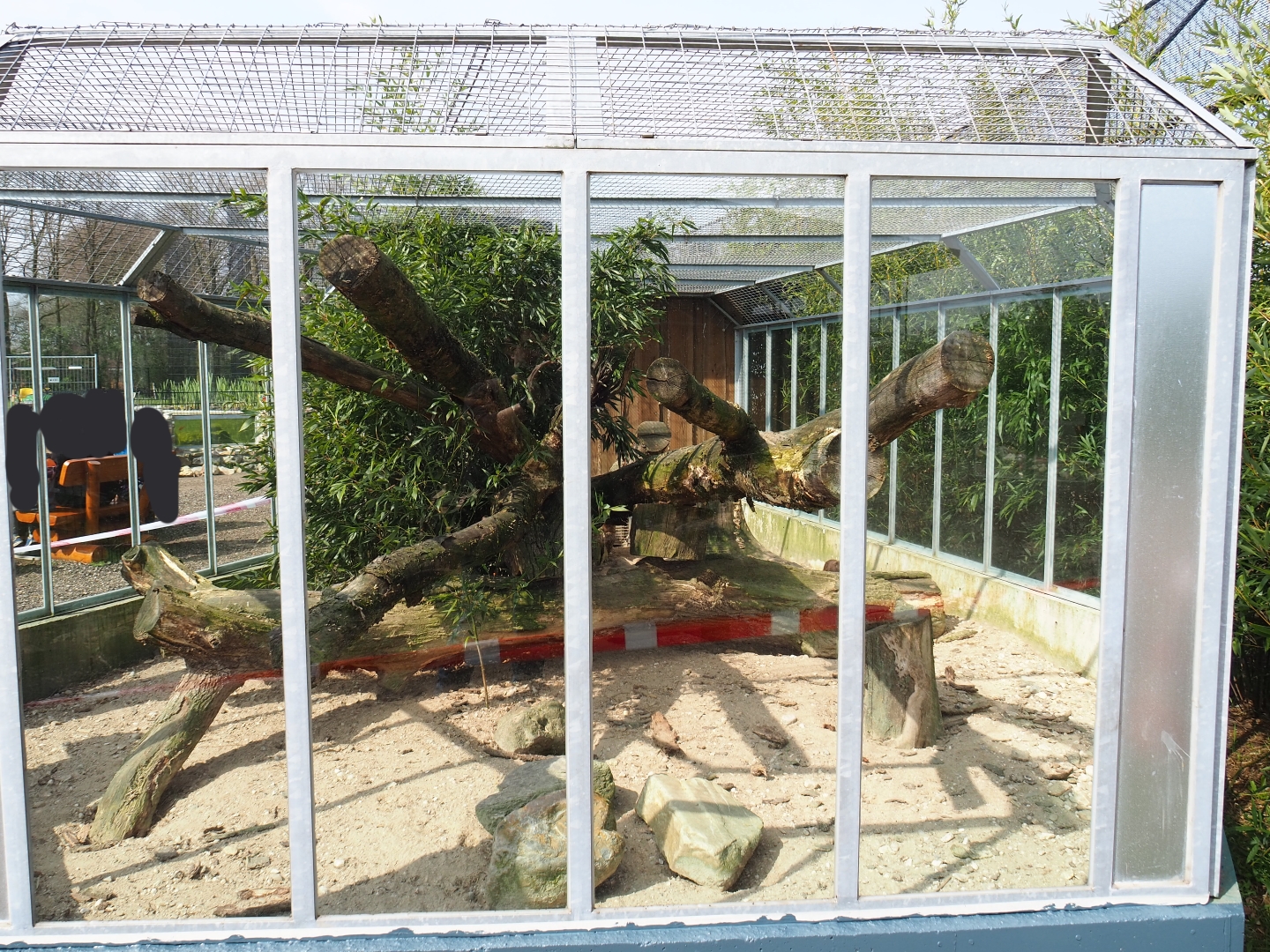 Common cusimanse exhibit, 2019-04-06