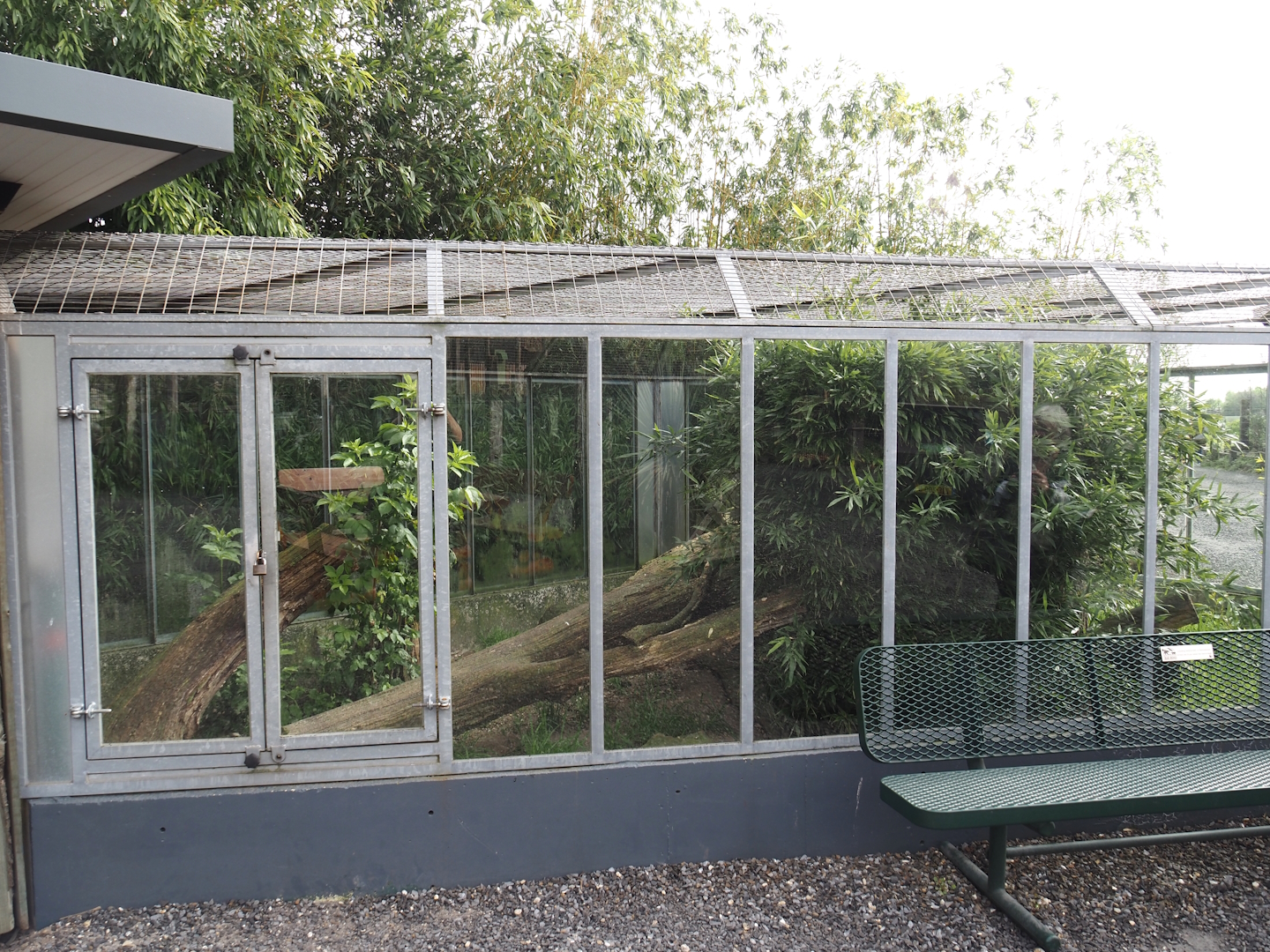 Common cusimanse exhibit, 2024-04-14