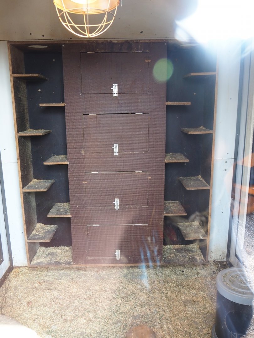 Common cusimanse indoor housing, 2019-04-06