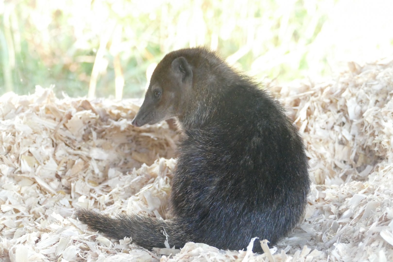 Common cusimanse, January 2019