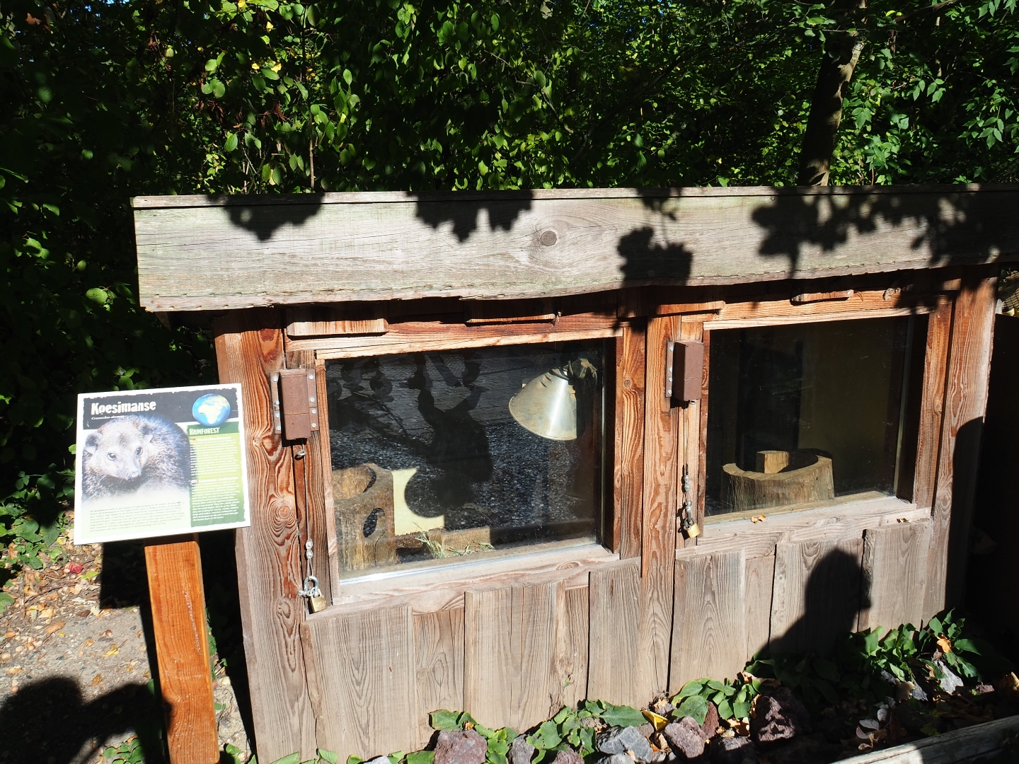 Common cusimanse shack (Oct 13th, 2018)