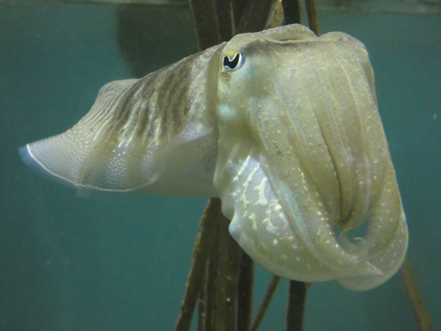Common cuttlefish - Anglesey Sea Zoo