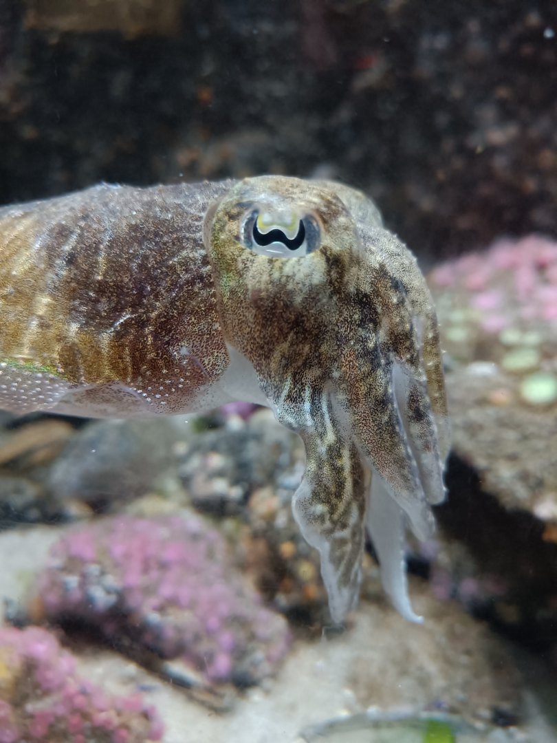 Common Cuttlefish - Bretagne Pavilion (22/08/24)
