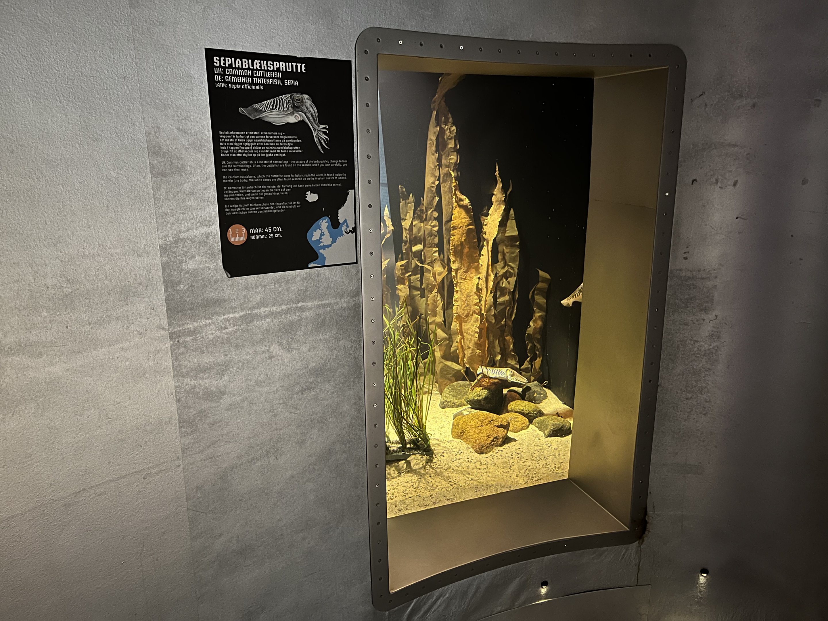 Common Cuttlefish Exhibit