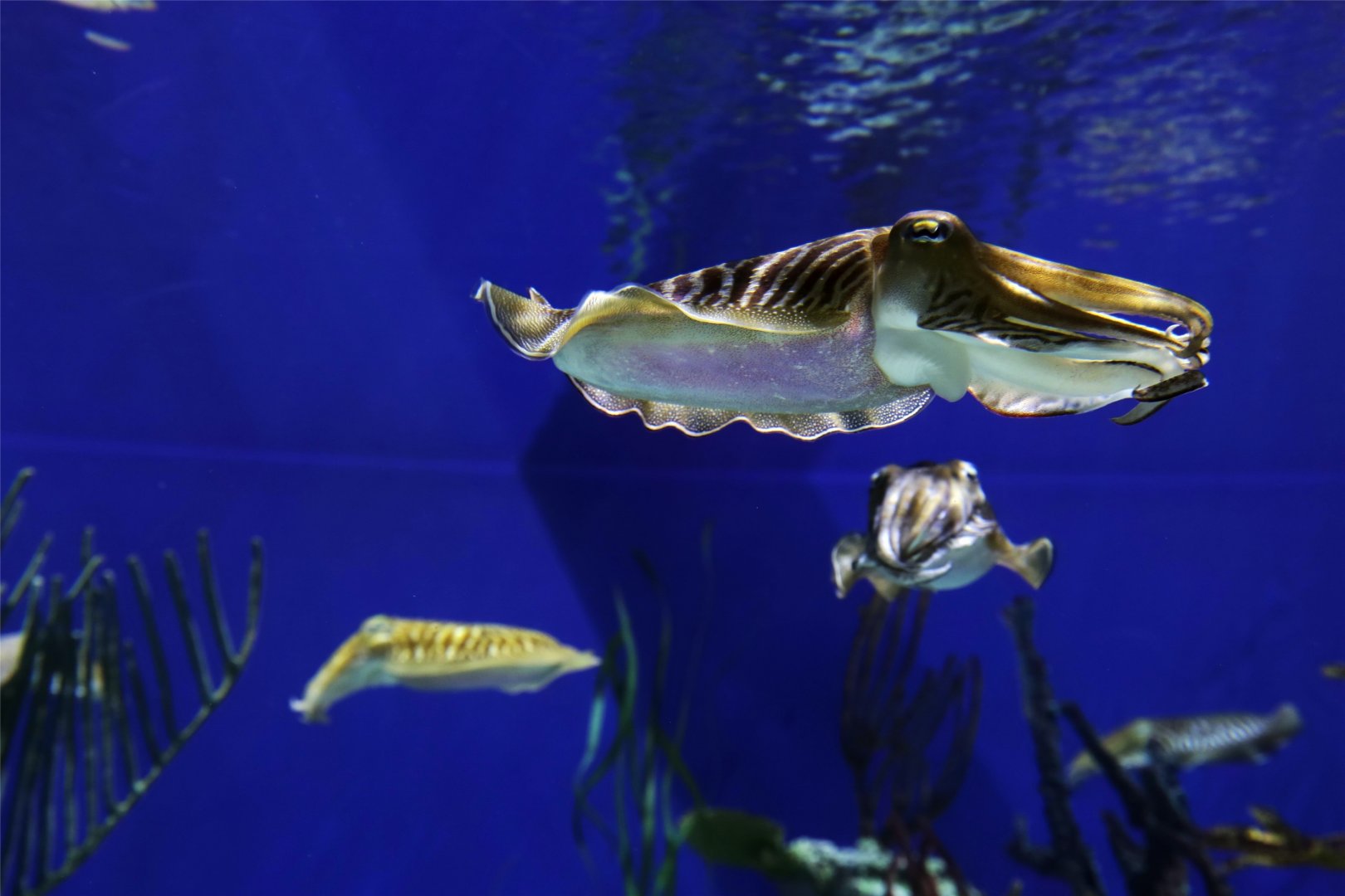 Common Cuttlefish, October 2015