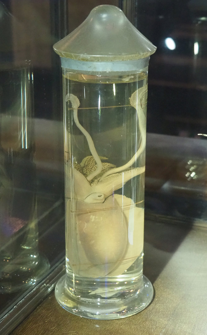Common cuttlefish (Sepia officinalis) specimen, 2022-09-14