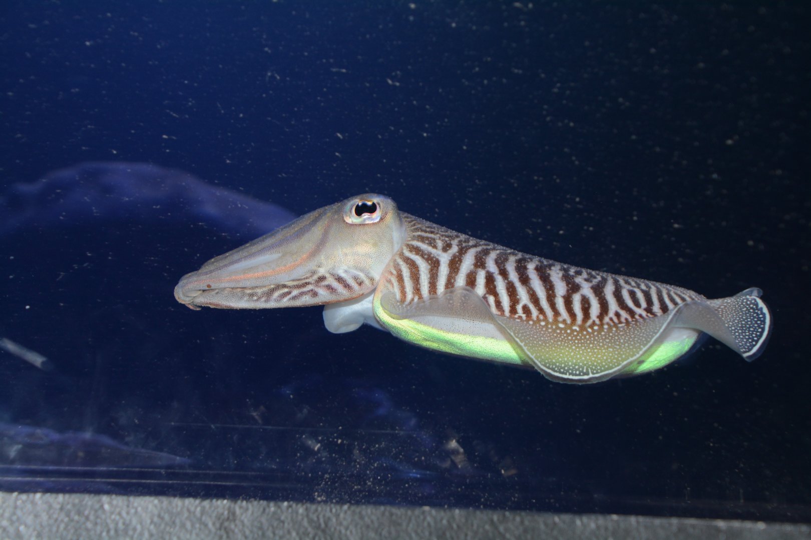 Common cuttlefish (Sepia officinalis)