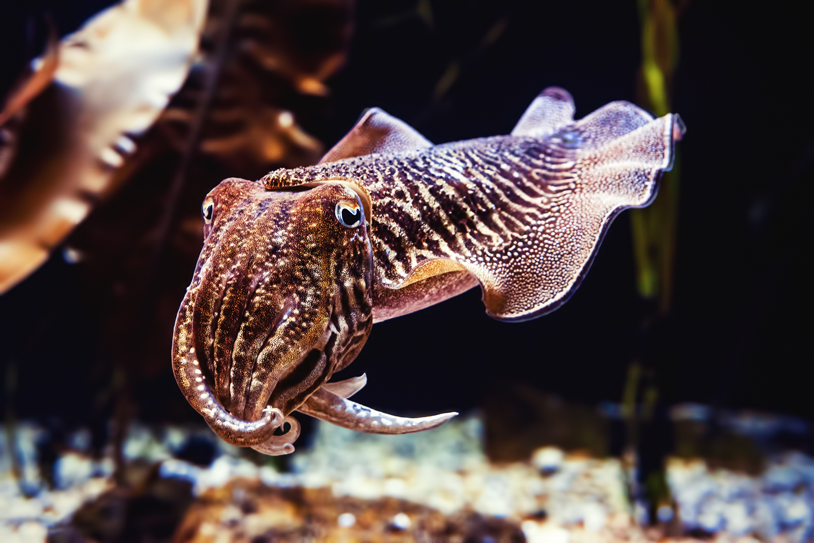 Common cuttlefish (Sepia officinalis)