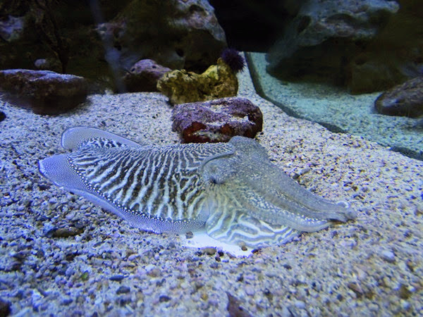 Common cuttlefish (Sepia officinalis)