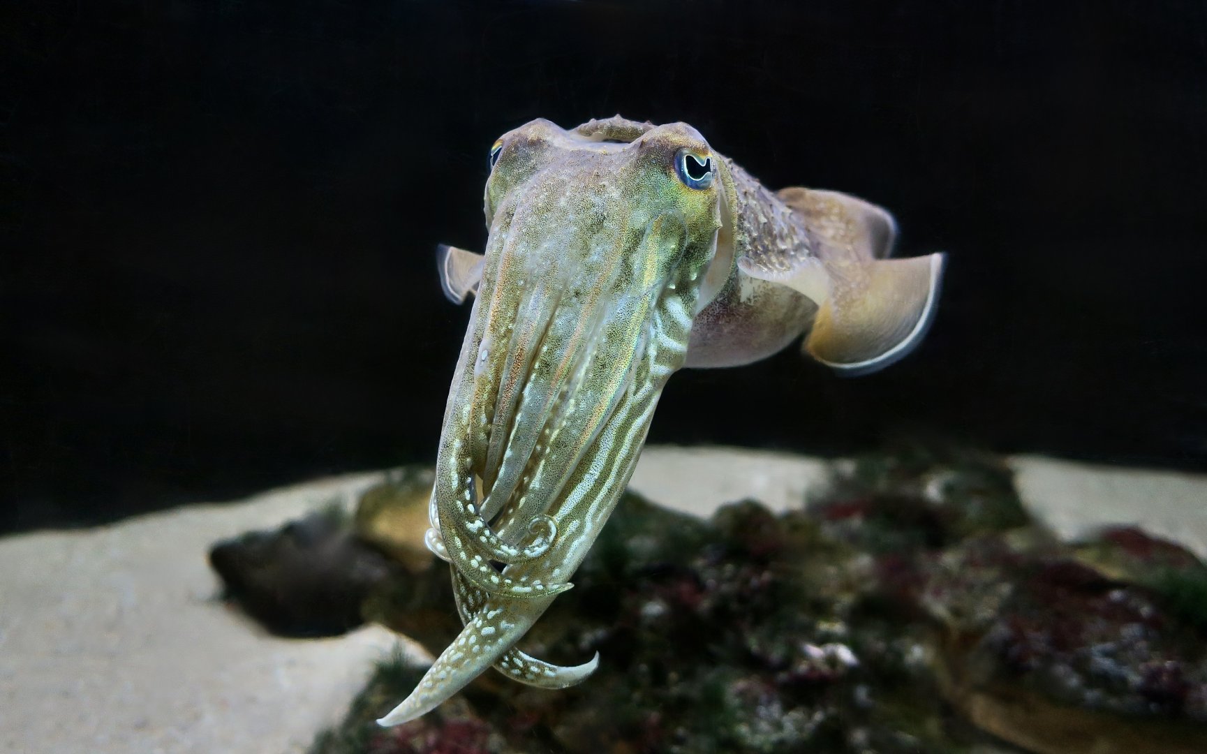 Common Cuttlefish (Sepia officinalis)
