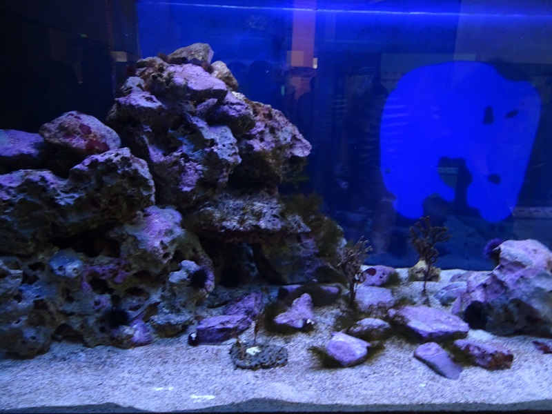 Common cuttlefish tank