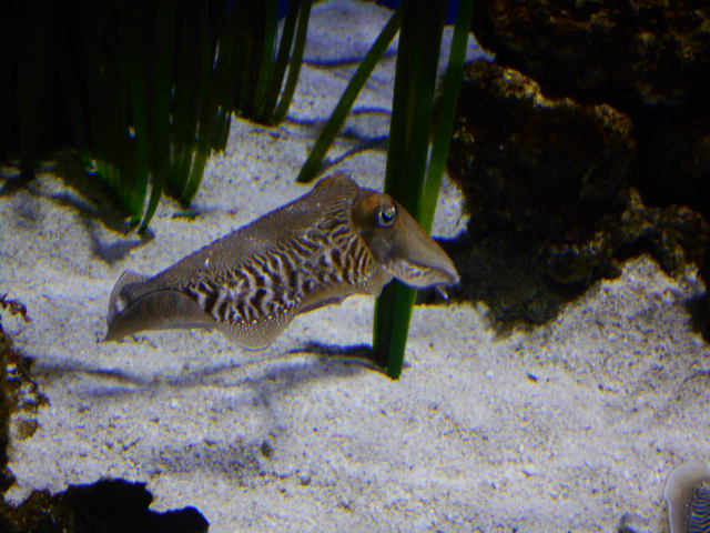 Common cuttlefish