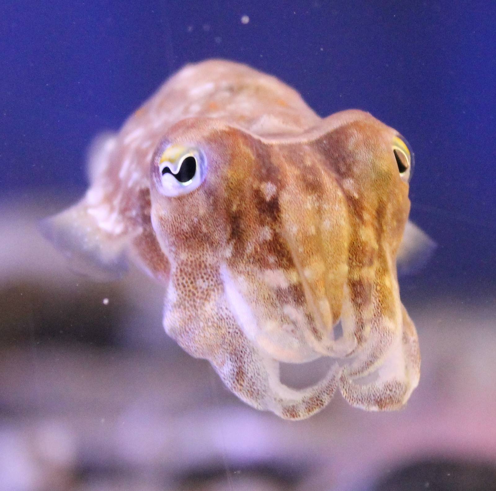 Common cuttlefish