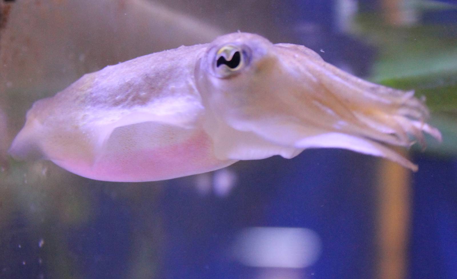 Common cuttlefish
