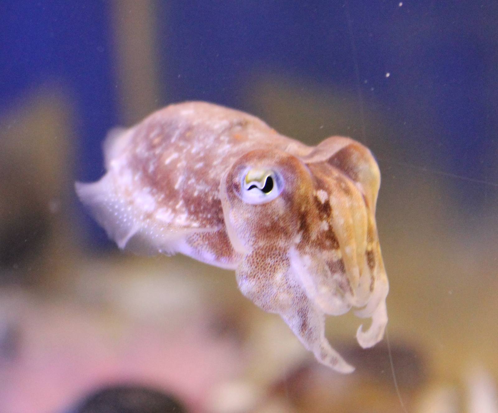 Common cuttlefish