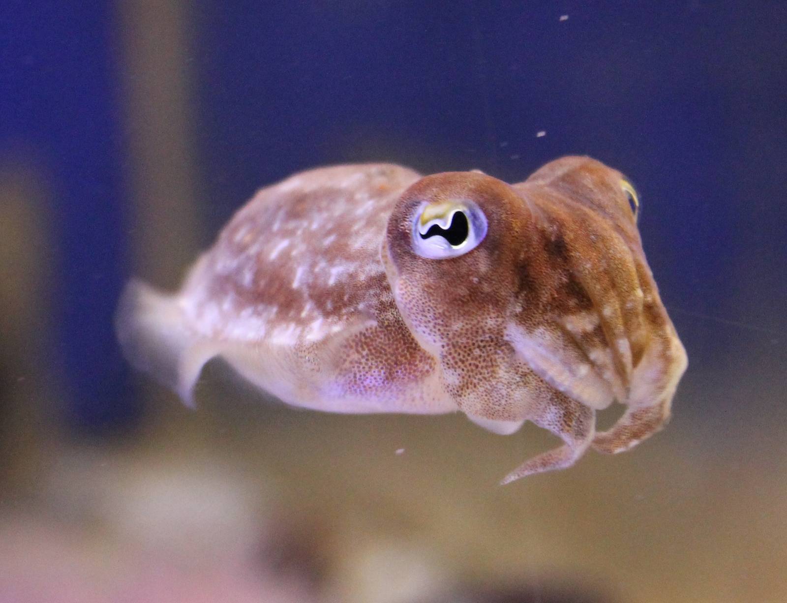 Common cuttlefish