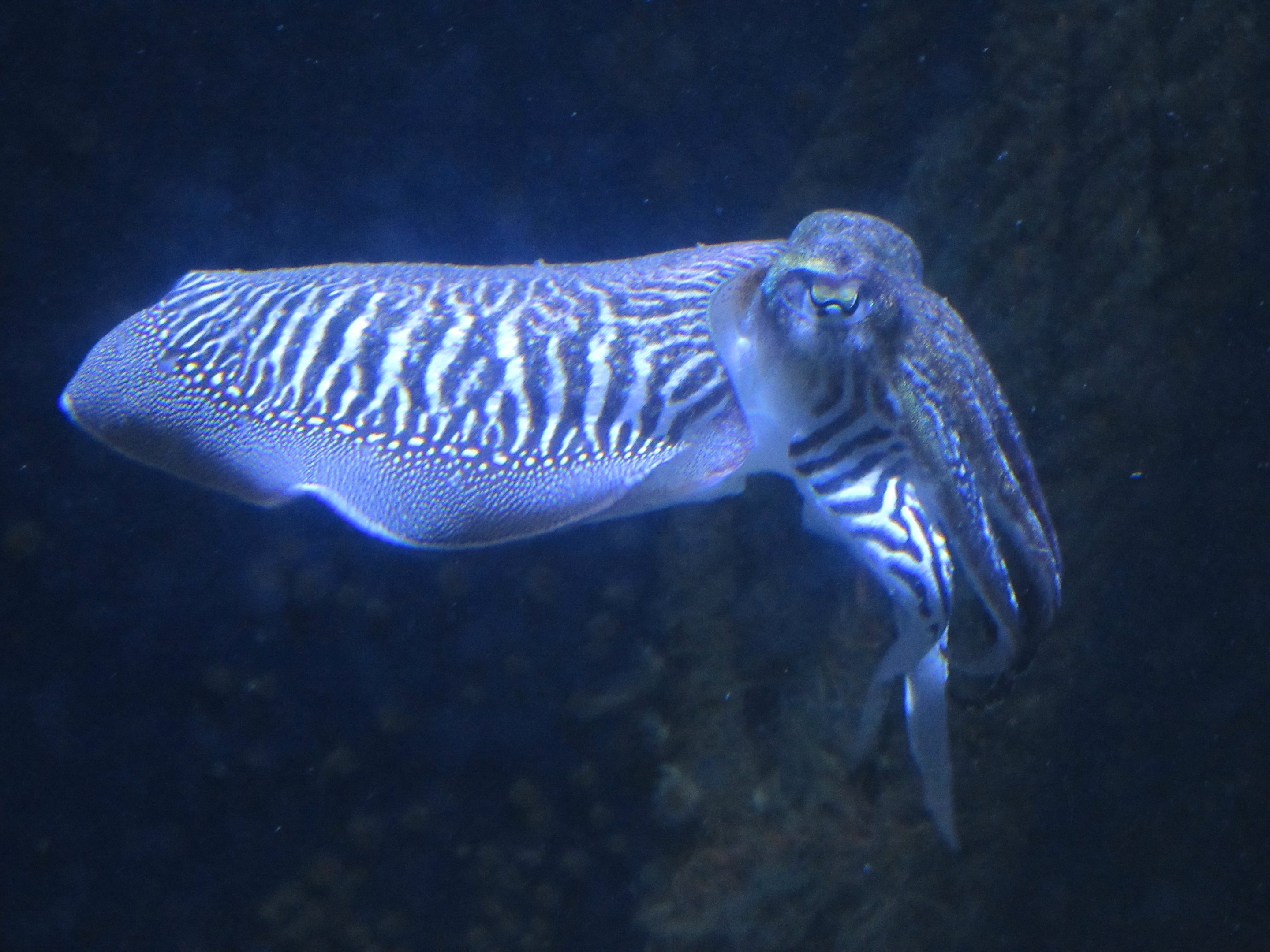 Common Cuttlefish