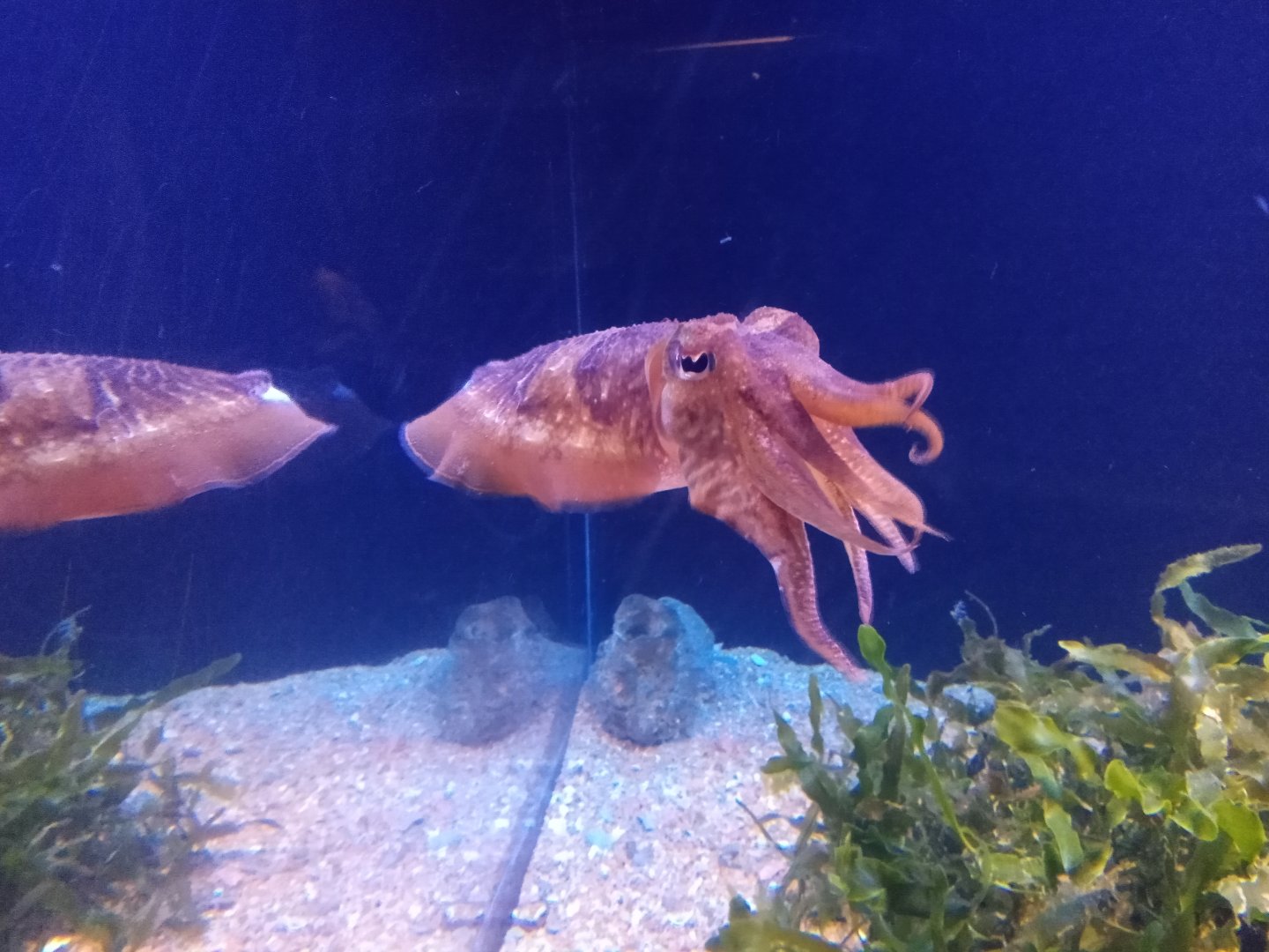 common cuttlefish
