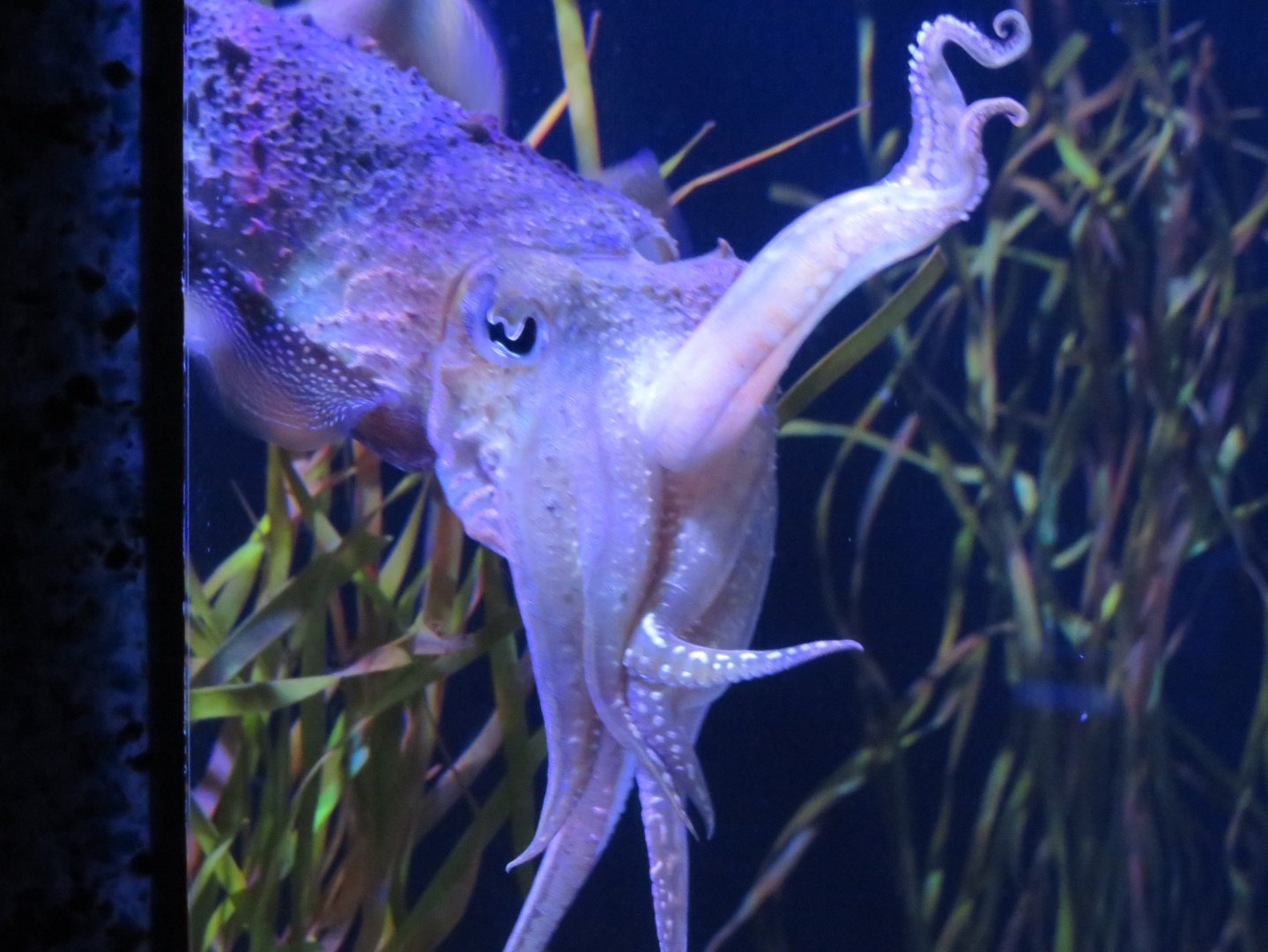 Common cuttlefish