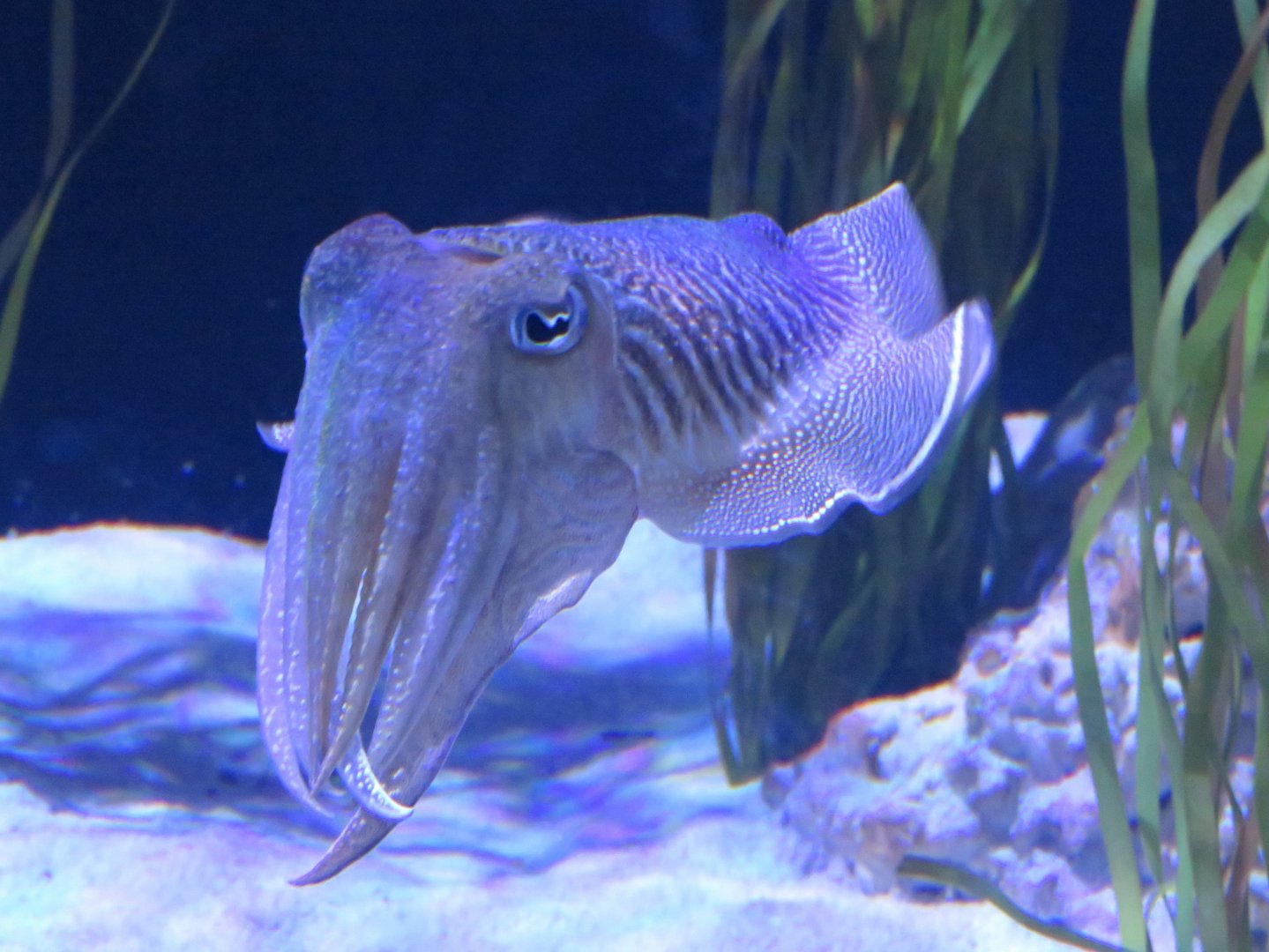 Common cuttlefish