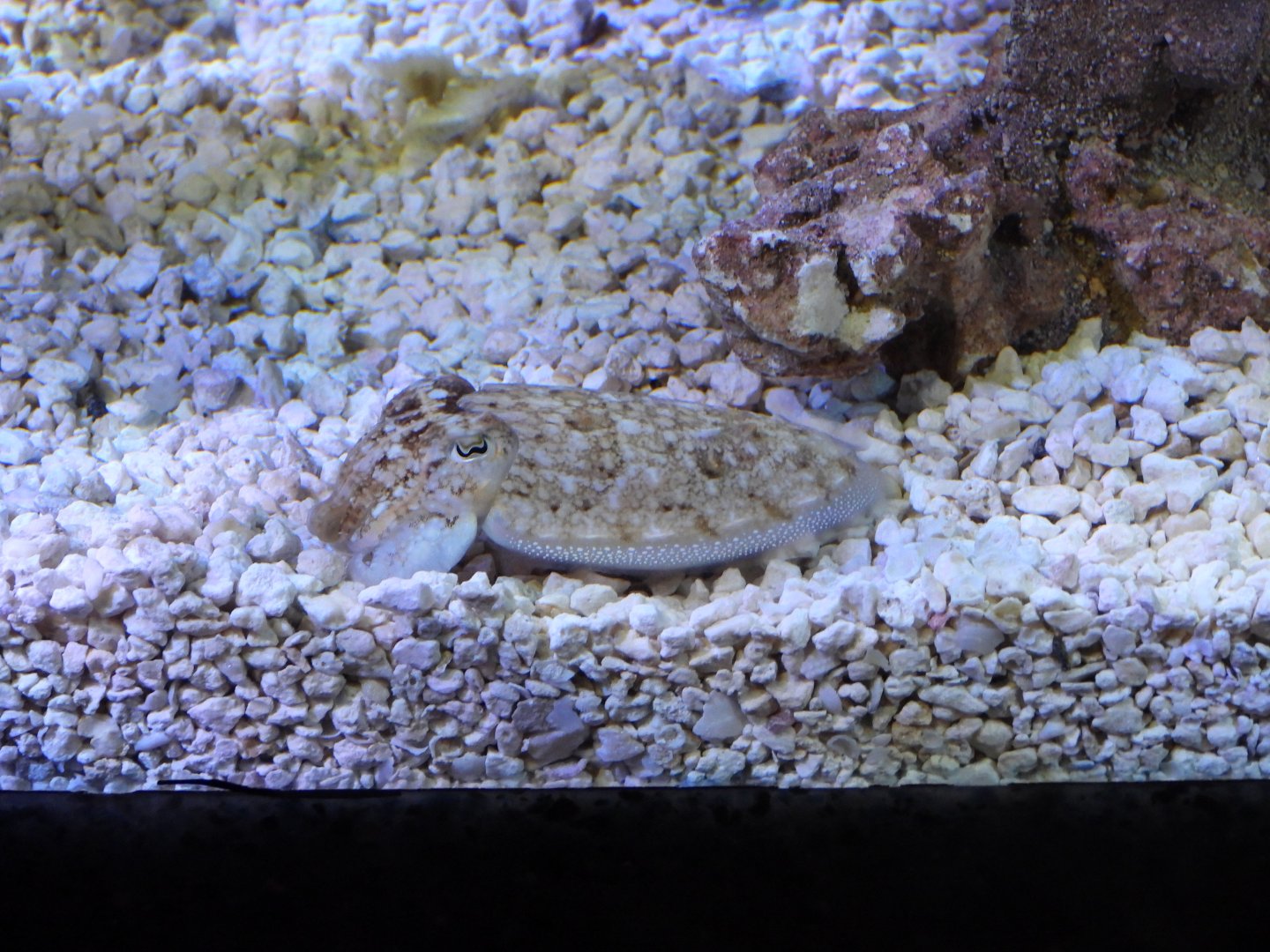 Common cuttlefish