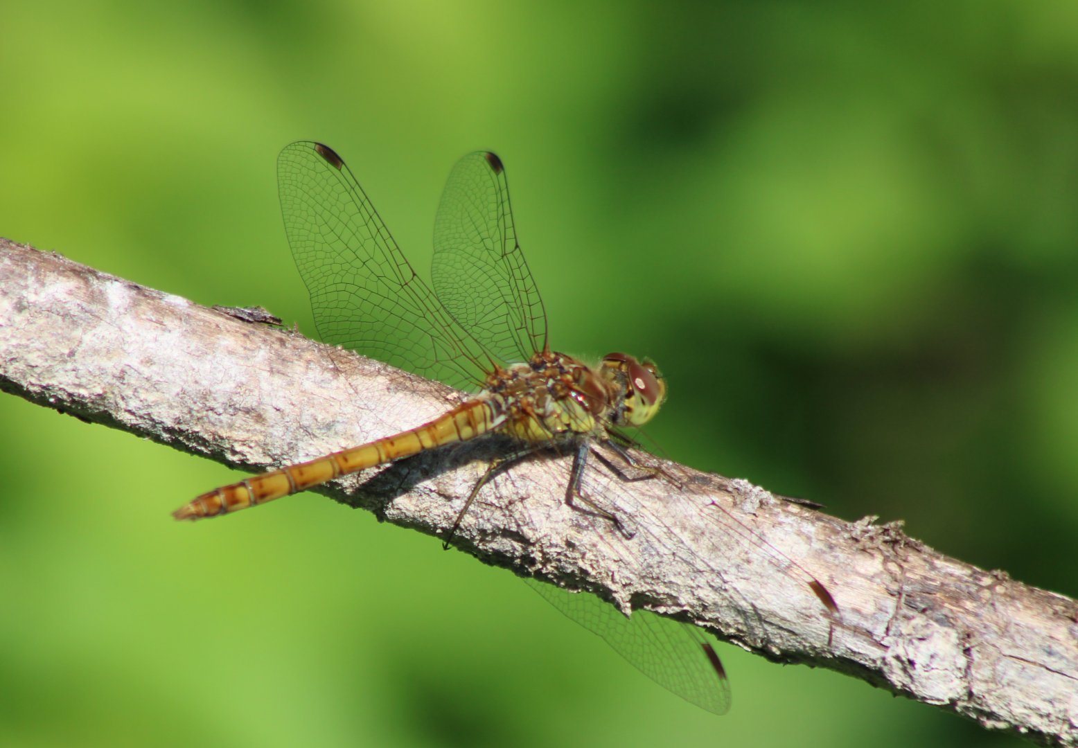 Common darter - Sympetrum striolatum - female