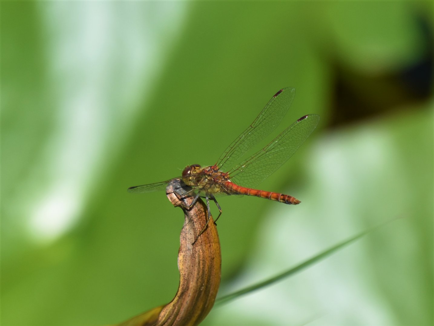 Common Darter