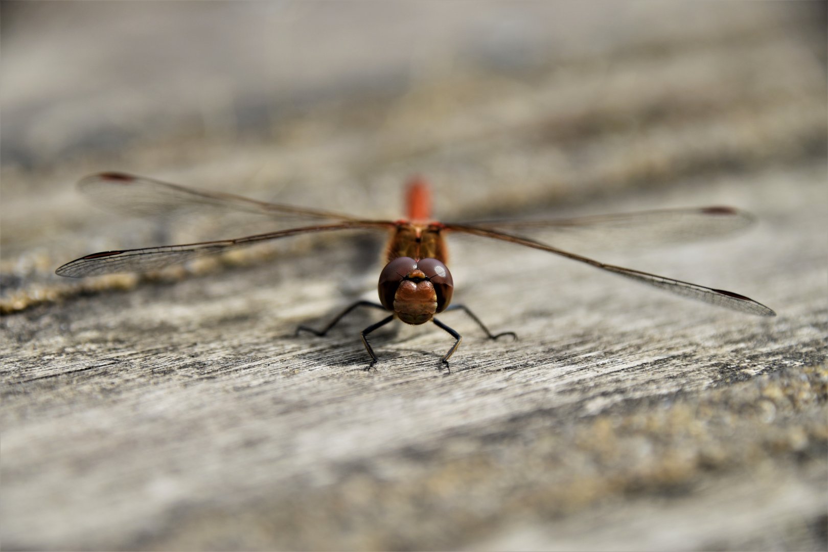 Common darter