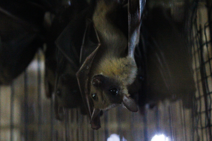 Common dawn bat (Eonycteris spelaea spelaea)