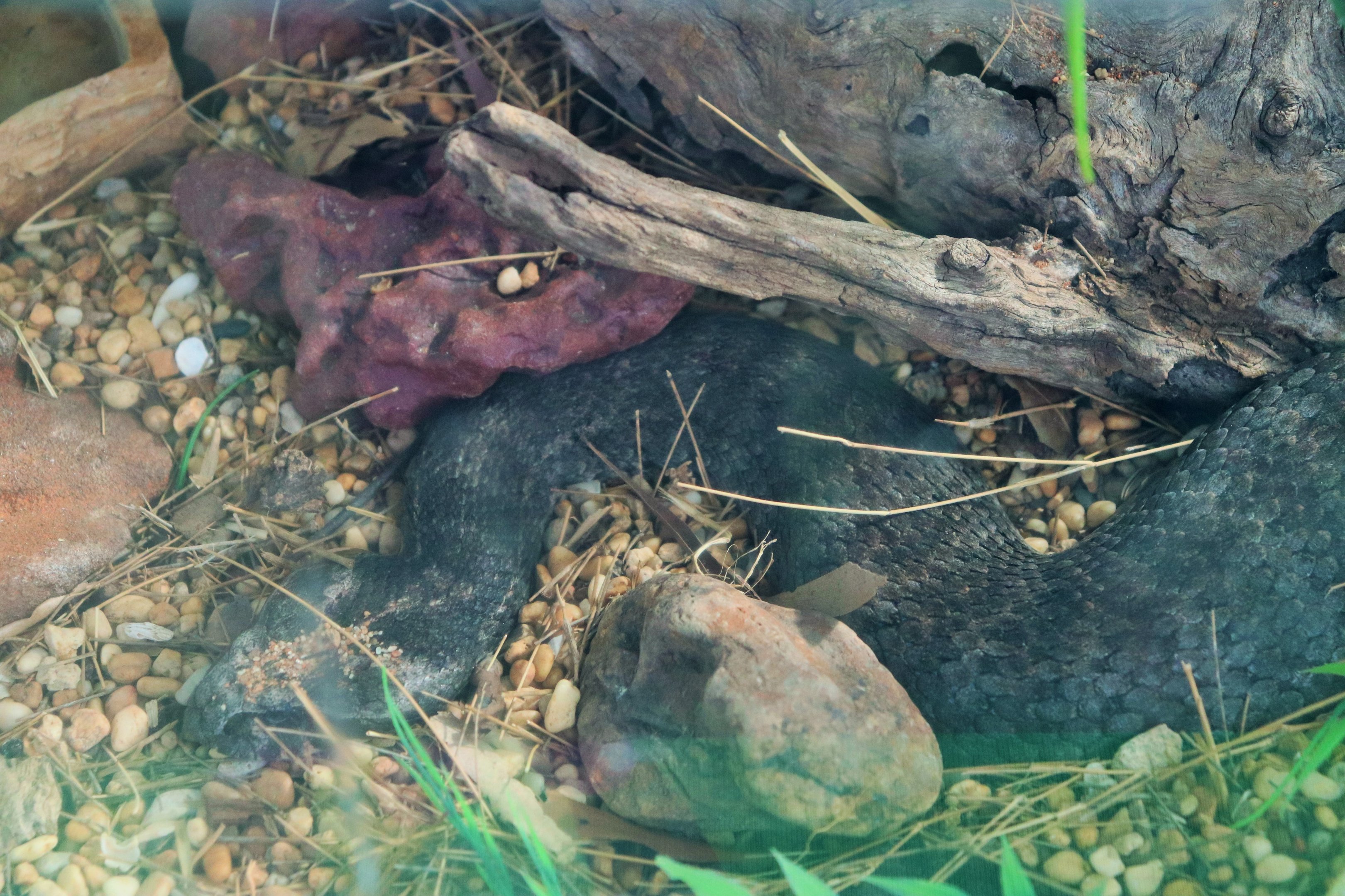 Common Death Adder (Acanthophis antarcticus)