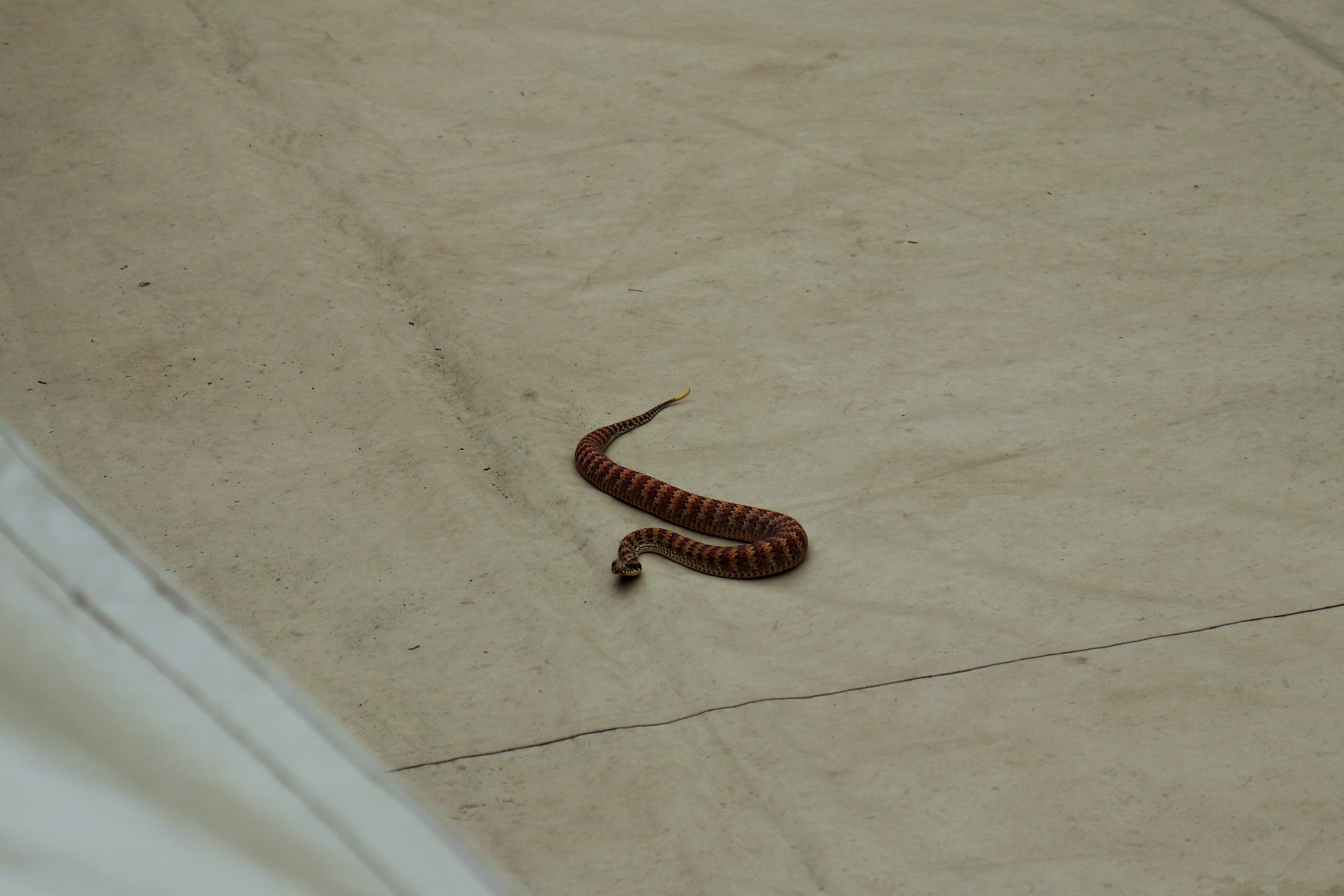 Common Death Adder (Acanthophis antarcticus)