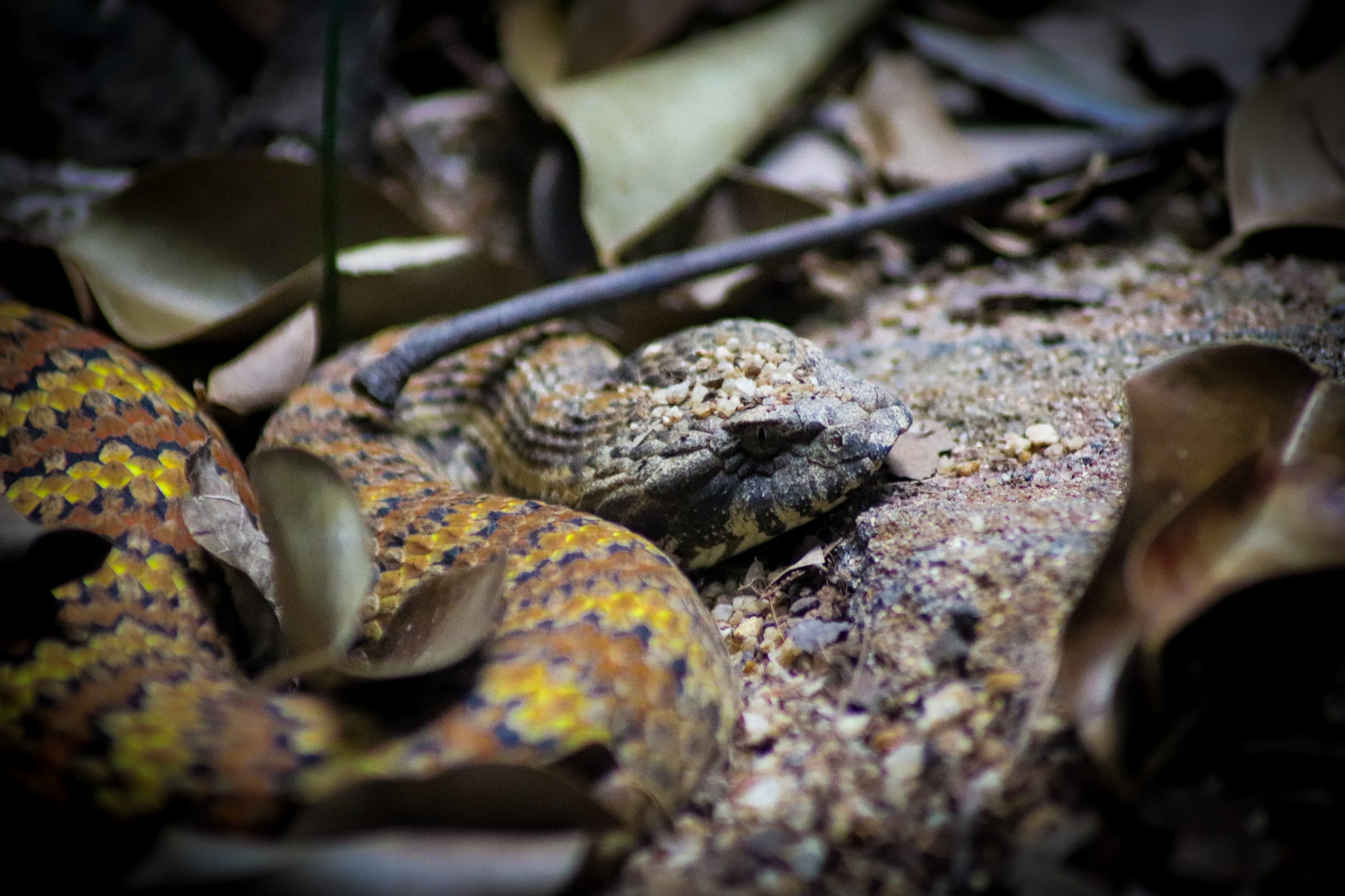 Common Death Adder (Acanthophis antarcticus)