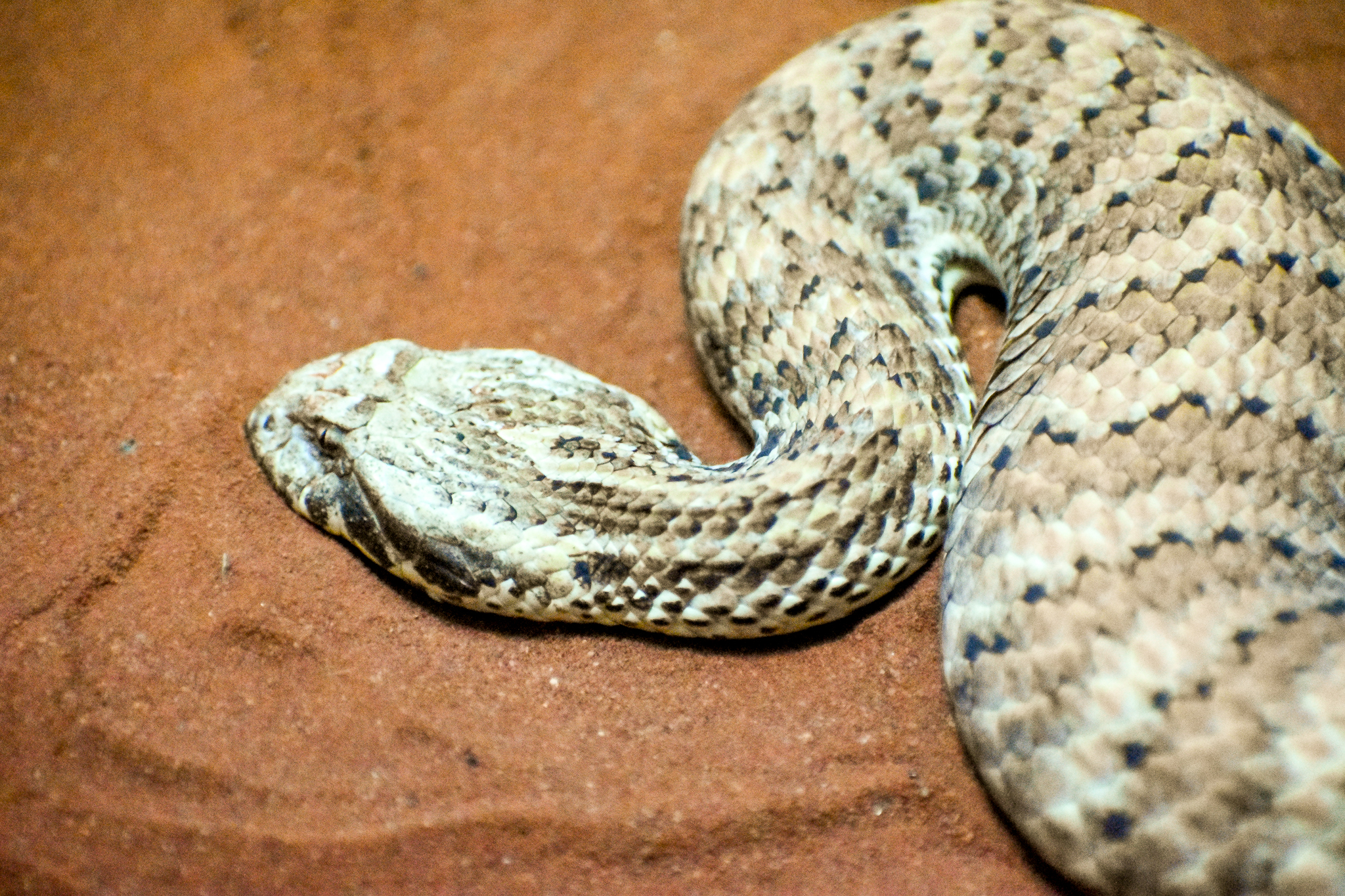 Common Death Adder (Acanthophis antarcticus)