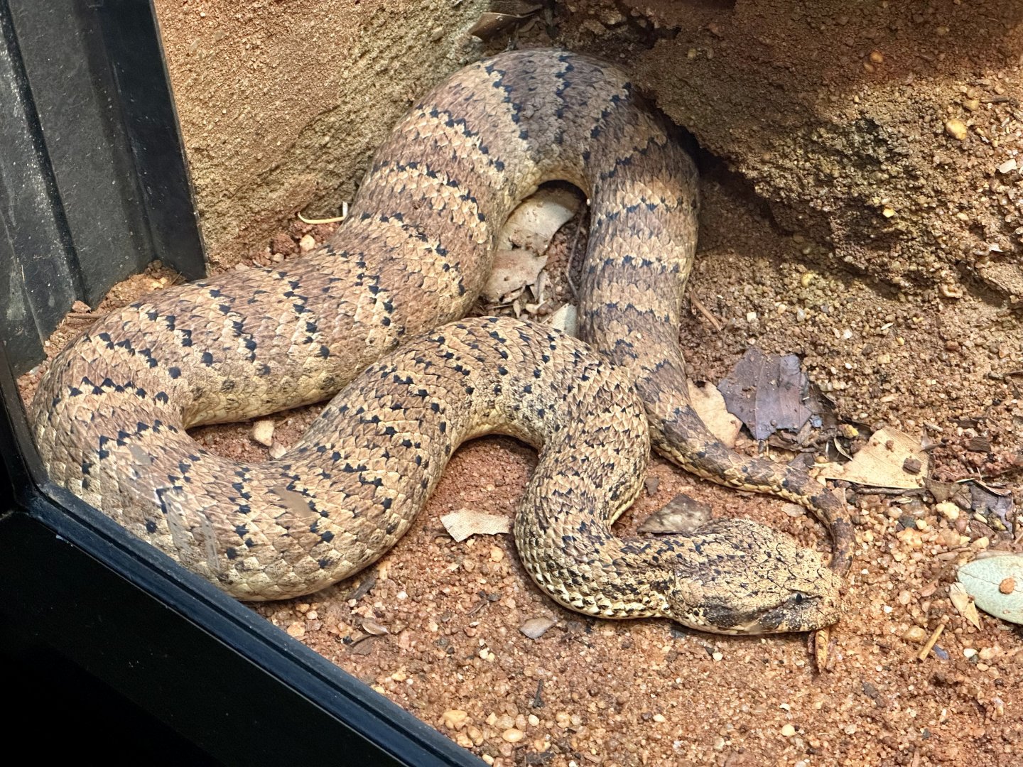 Common death adder (Acanthophis antarcticus)