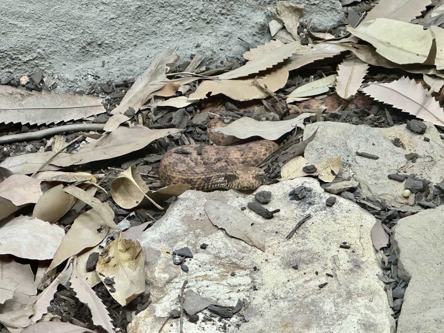 Common death adder (Acanthophis antarcticus)