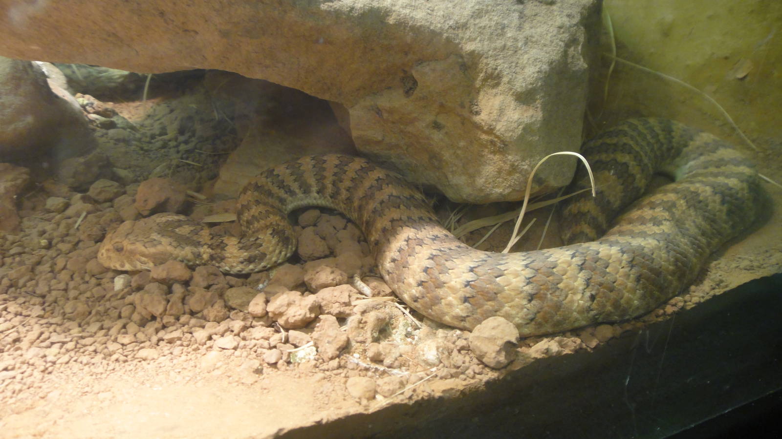 Common Death Adder at Dallas zoo 2015-03-12