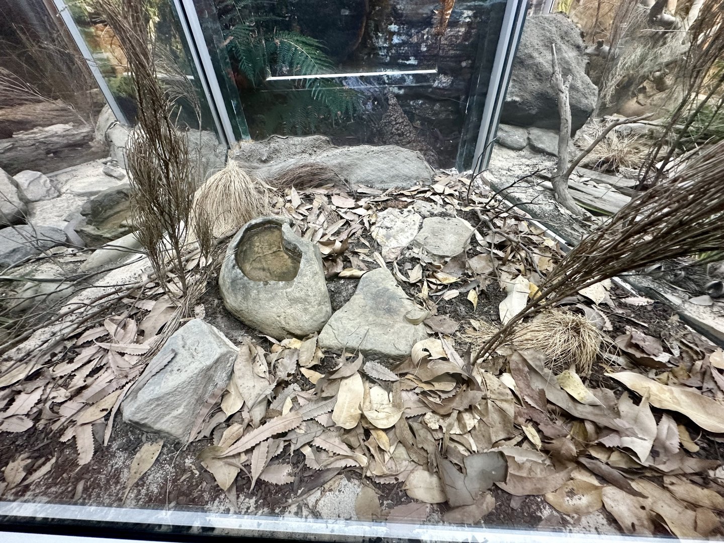 Common Death Adder Exhibit