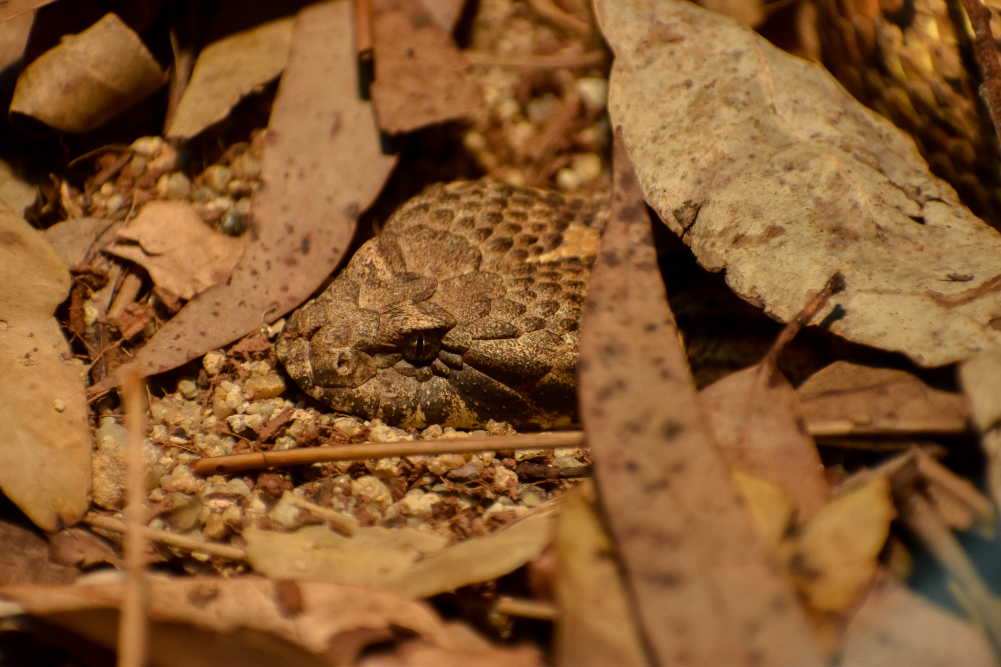 Common Death Adder