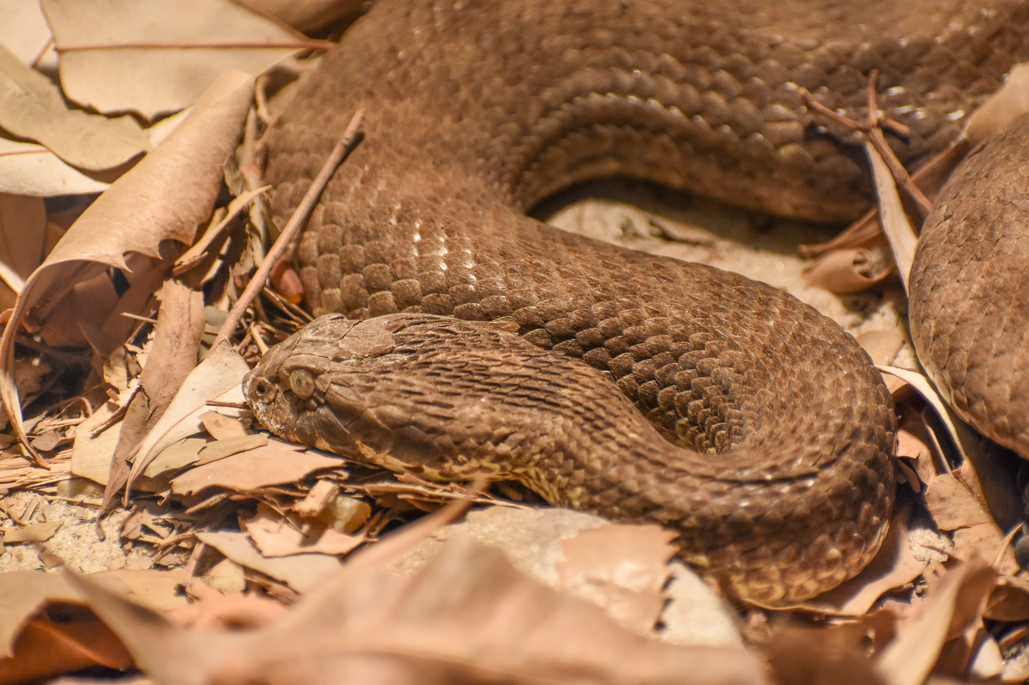 Common Death Adder
