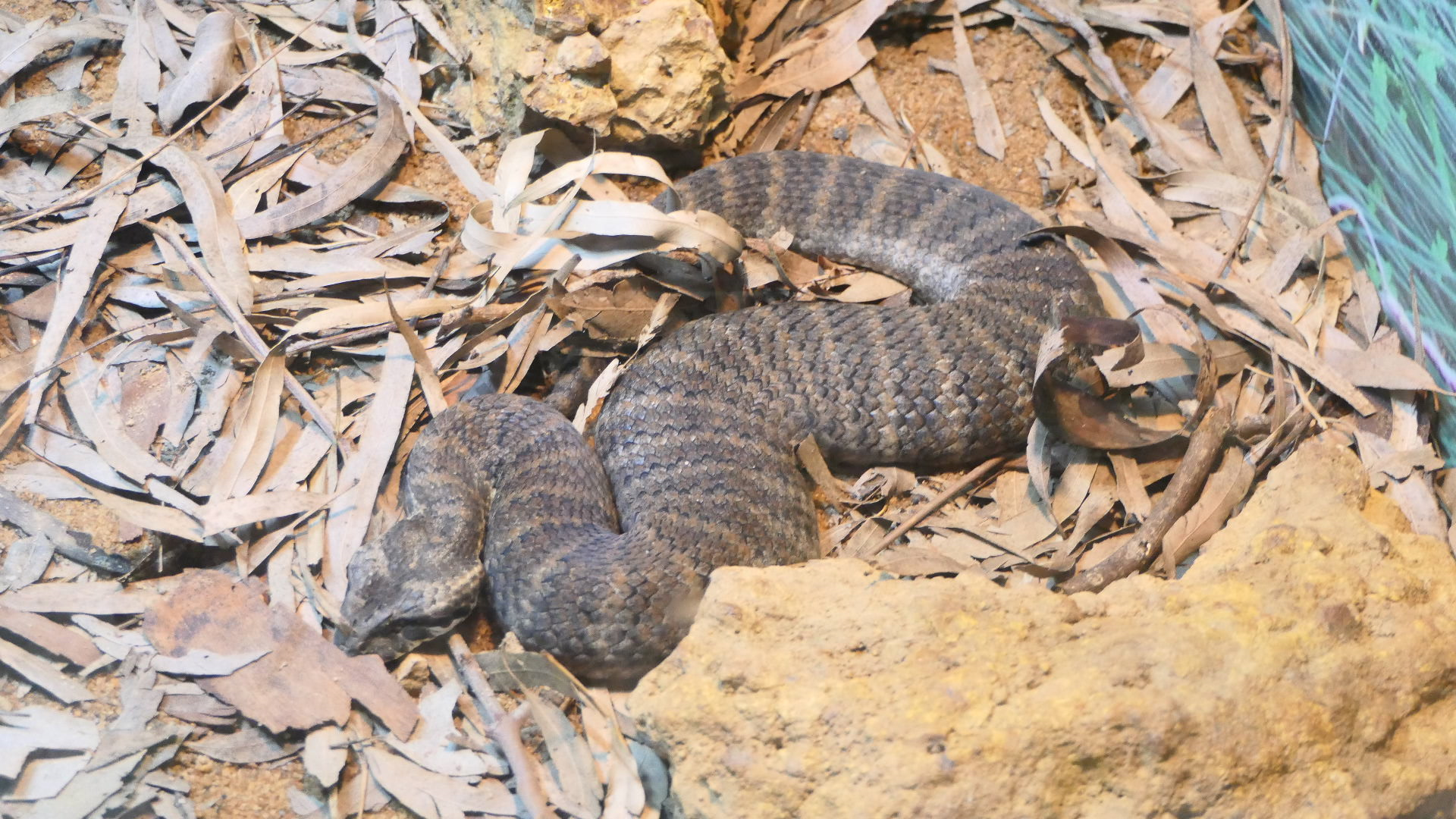 Common Death Adder