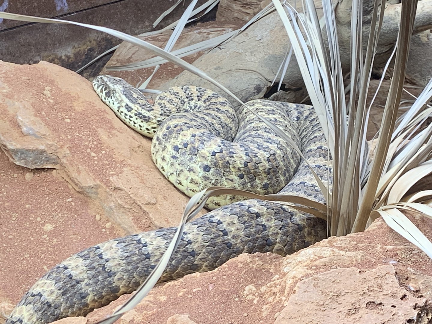 Common death adder