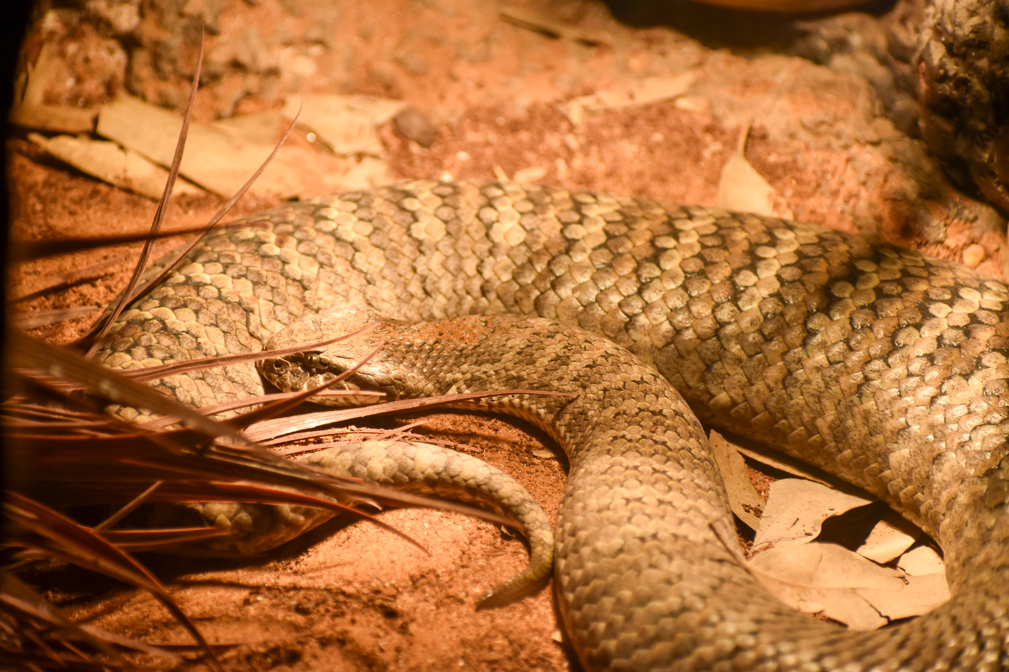 Common Death Adder