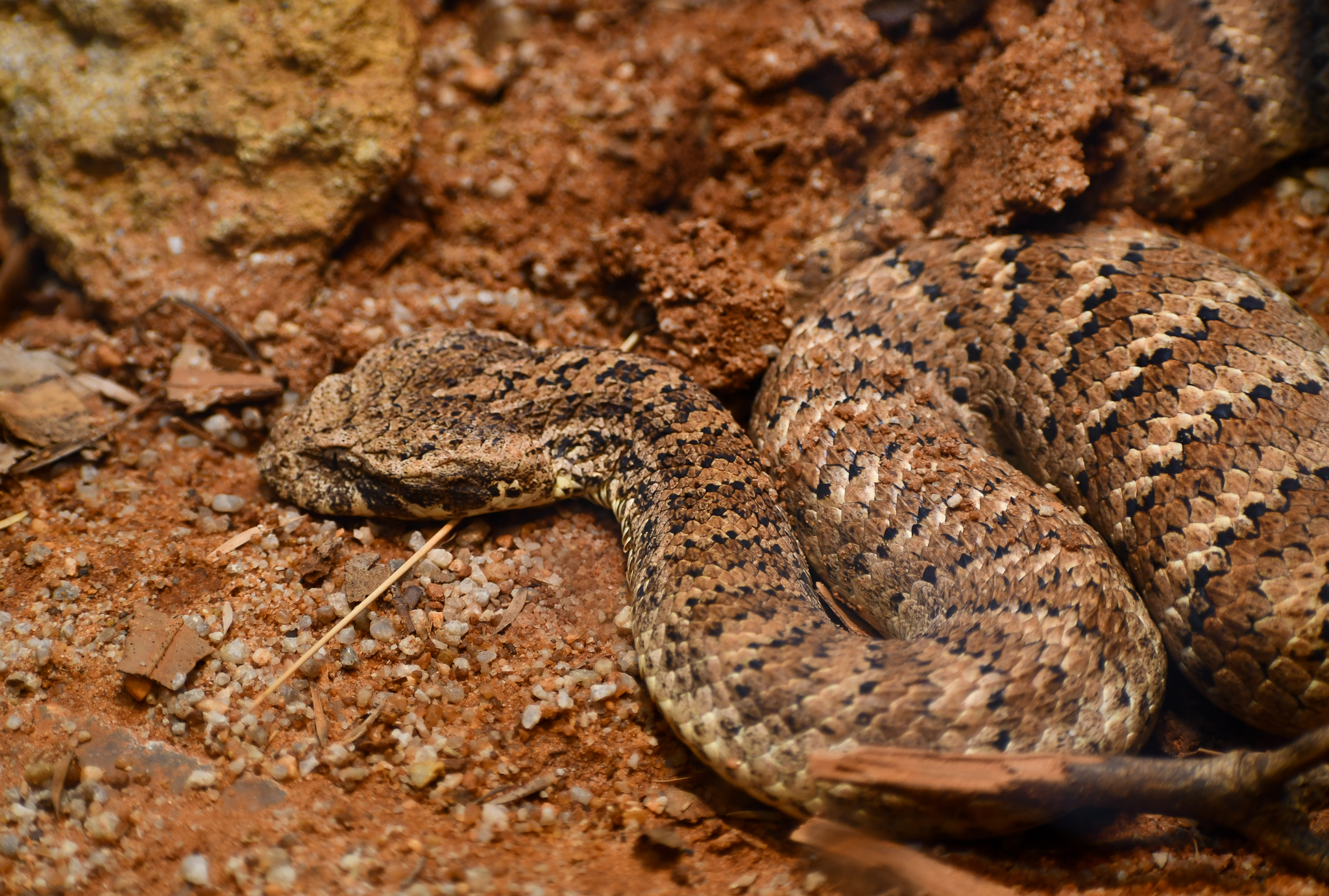 Common Death Adder