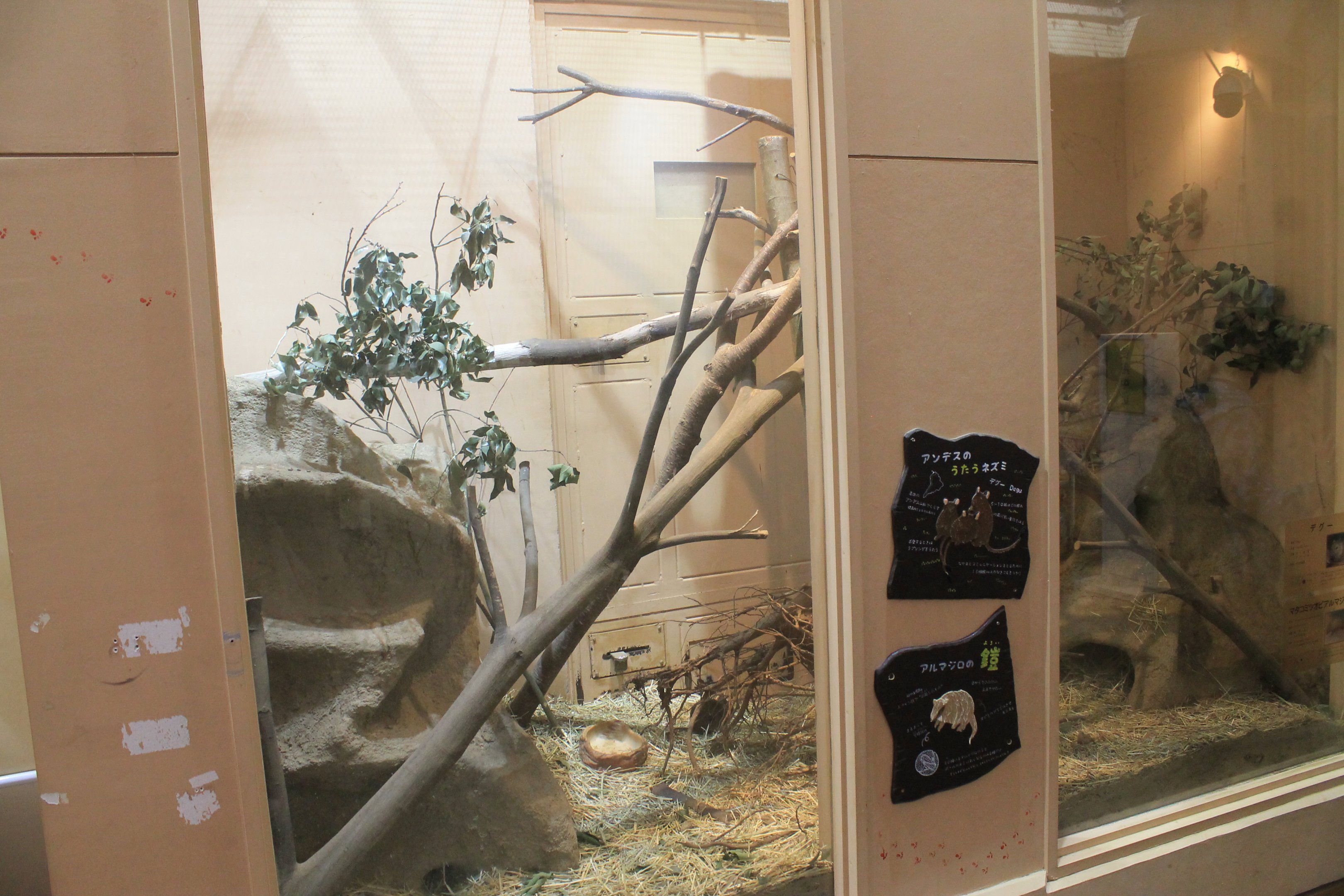 Common Degu and Three-banded Armadillo - Saitama Childrens Zoo