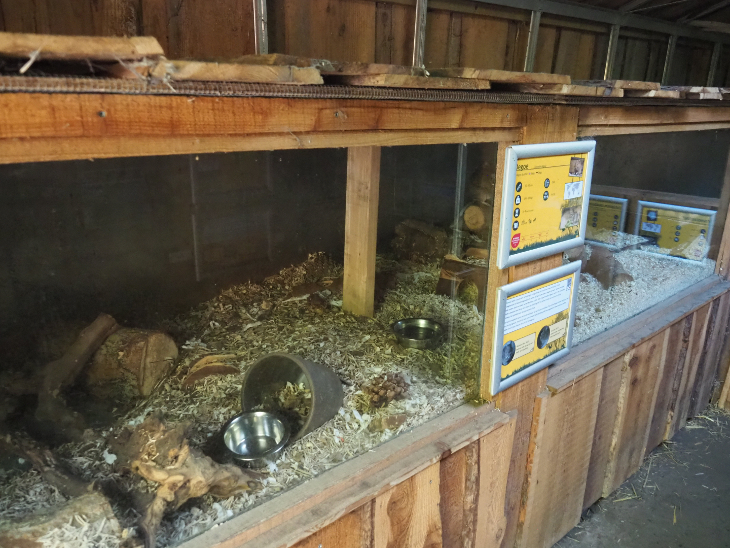Common degu exhibit, 2020-09-12