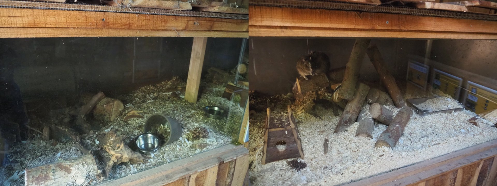 Common degu exhibit, 2020-09-12