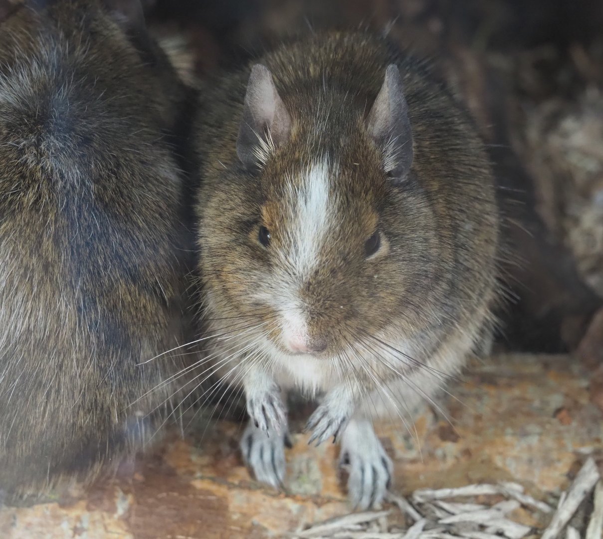Common degu (Octodon degus), 2020-09-12