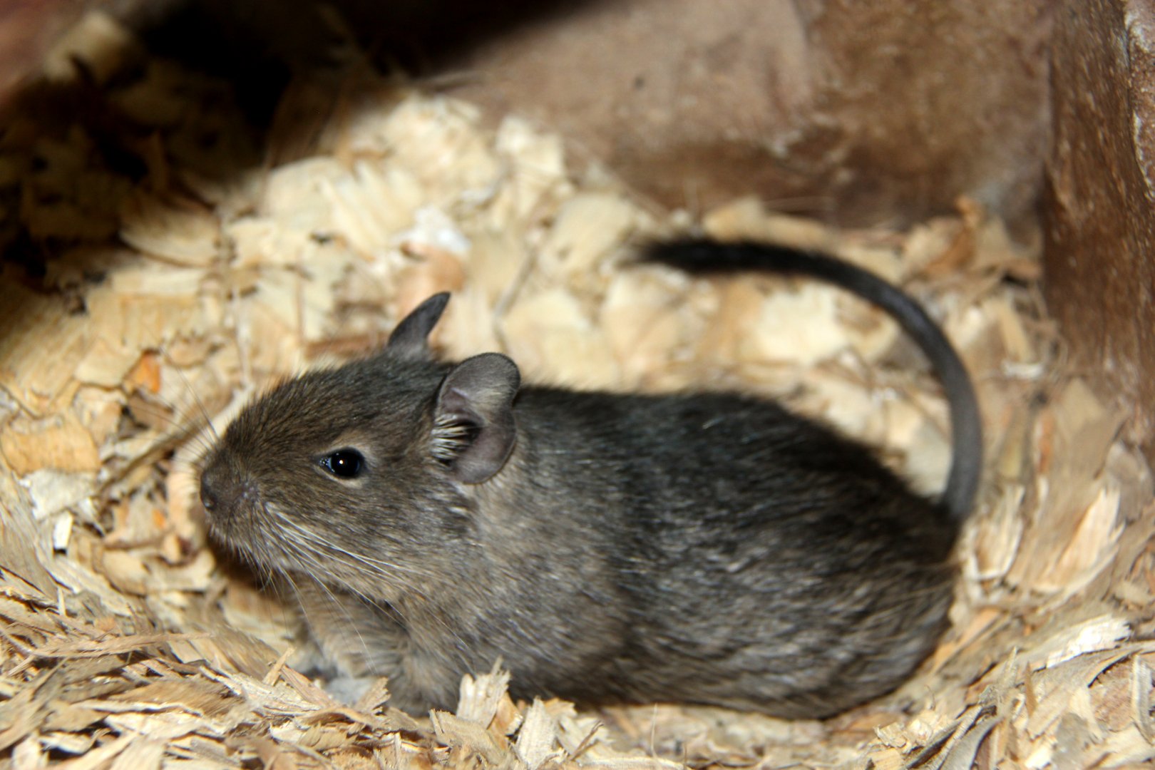 common degu (Octodon degus) blue form